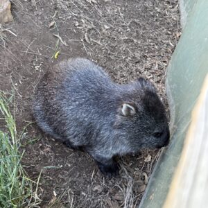 Baby Wombat